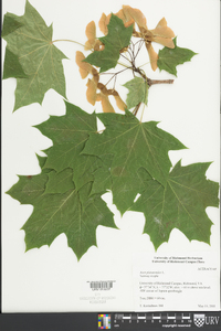 Acer platanoides image