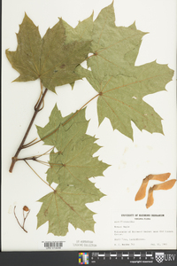 Acer platanoides image