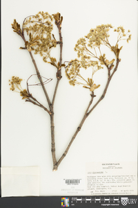 Acer platanoides image