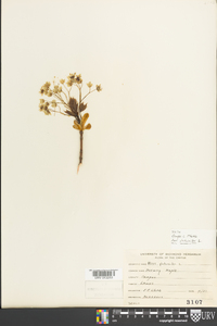 Acer platanoides image