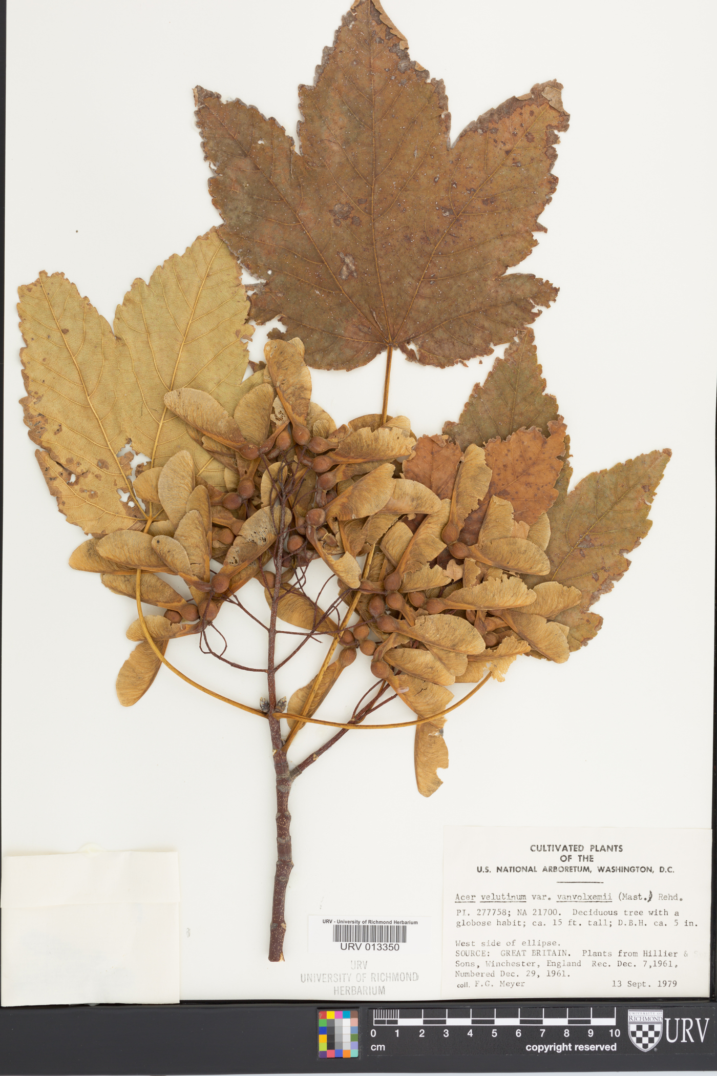 Acer velutinum image