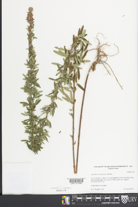 Lespedeza virginica image