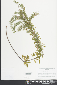 Lespedeza cuneata image