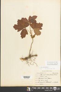 Toxicodendron pubescens image