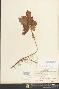 Toxicodendron pubescens image