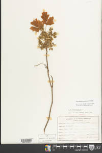 Toxicodendron pubescens image