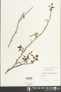 Toxicodendron radicans subsp. radicans image