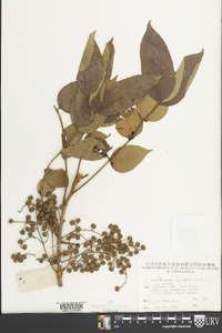 Toxicodendron sylvestre image