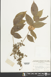 Toxicodendron sylvestre image
