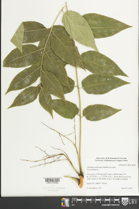 Ailanthus altissima image