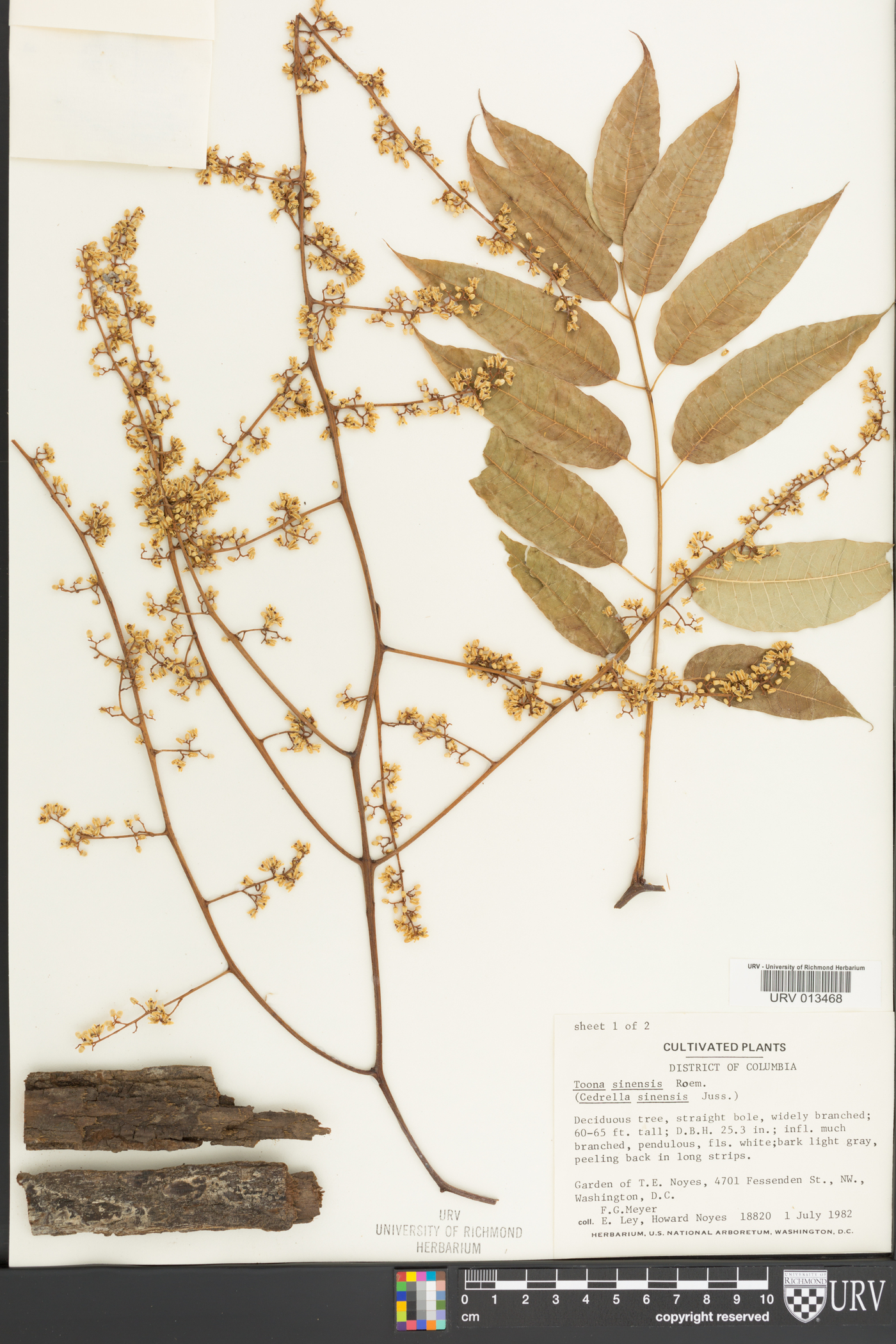 Toona sinensis image