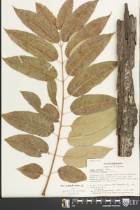 Toona sinensis image