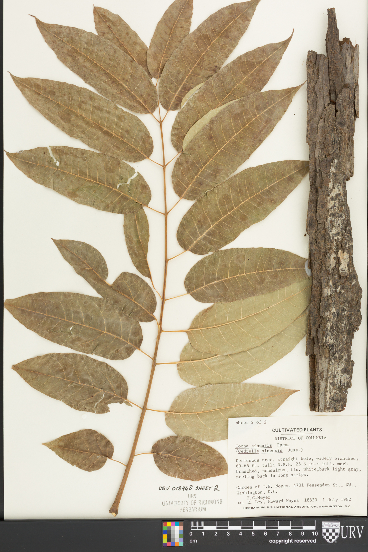 Toona sinensis image