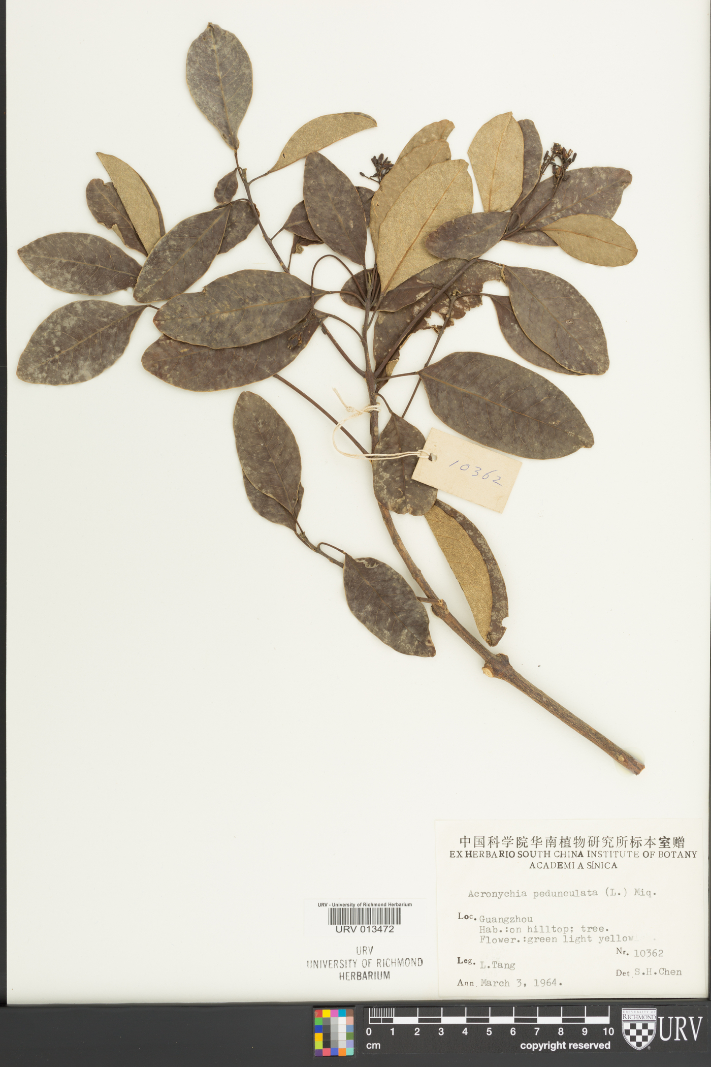 Acronychia image