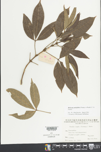 Melicope pteleifolia image