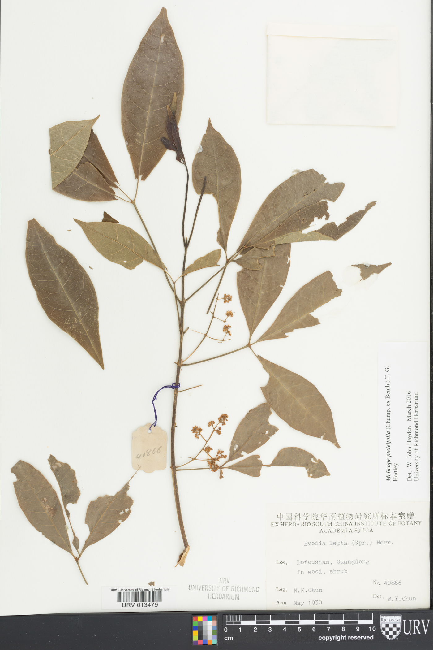 Melicope pteleifolia image