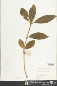 Ilex cornuta image