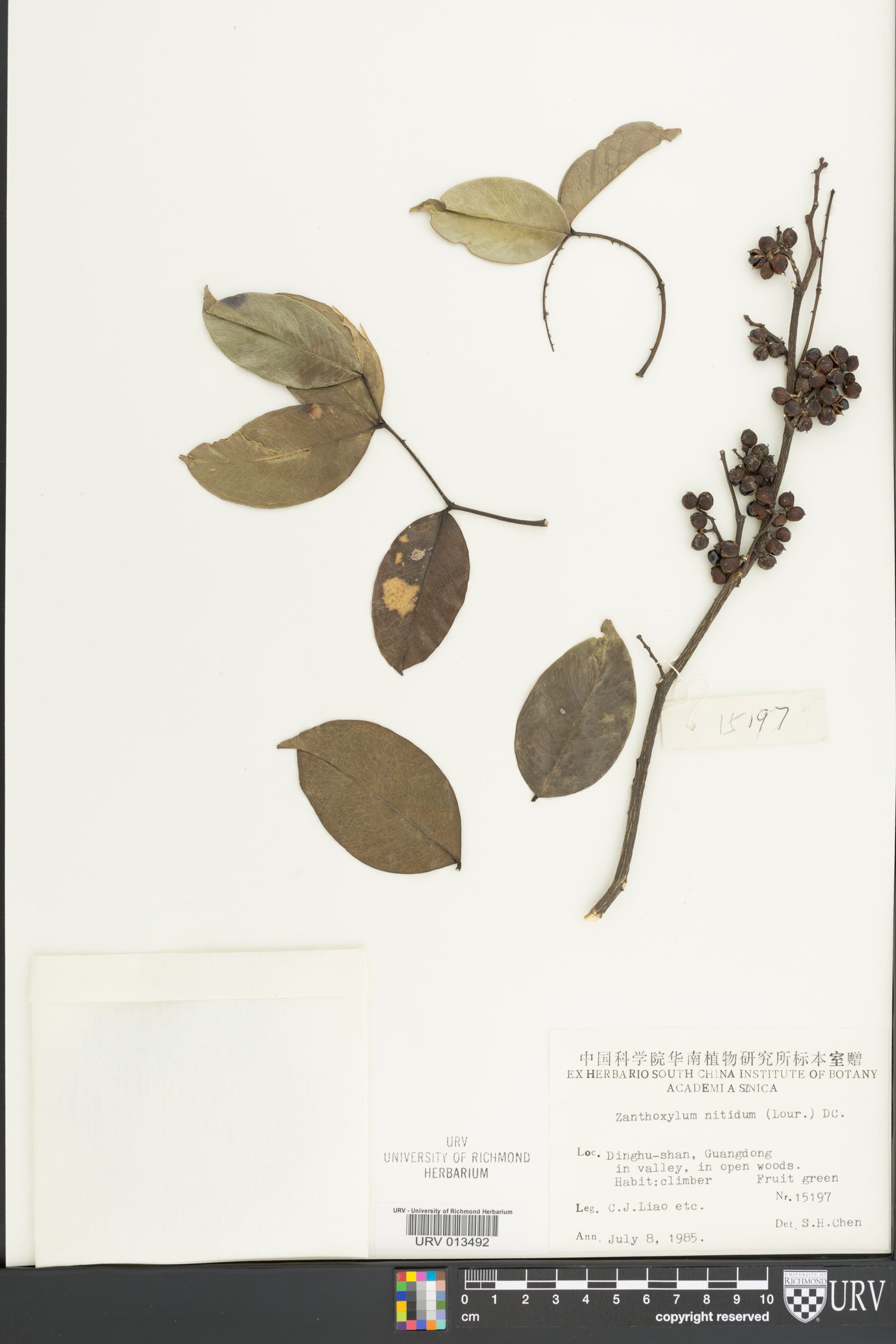 Zanthoxylum nitidum image