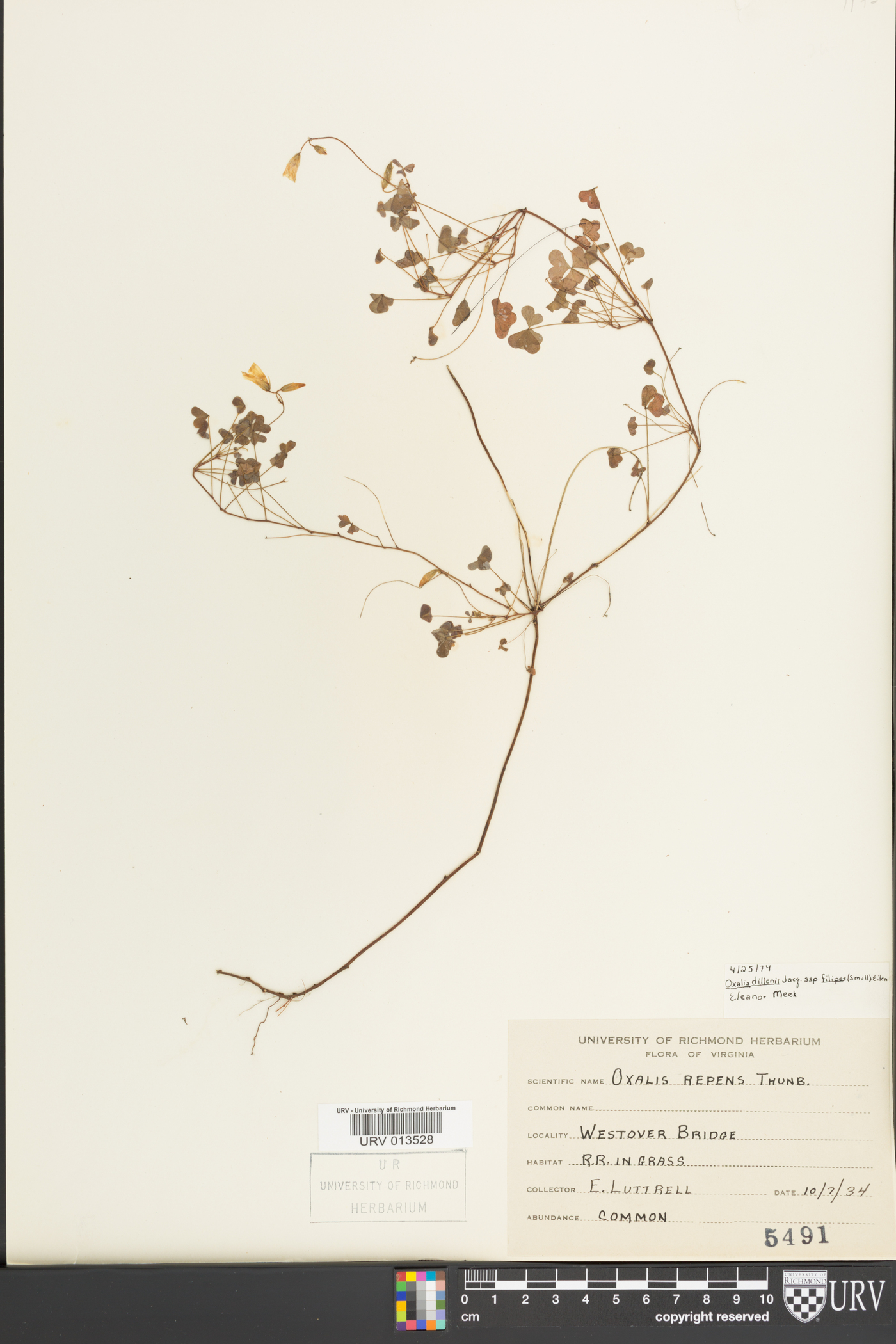 Oxalis florida image