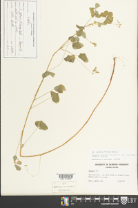 Oxalis grandis image