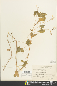 Oxalis grandis image