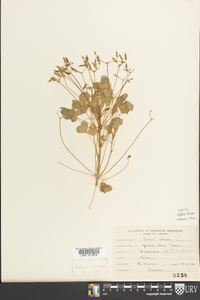 Oxalis grandis image