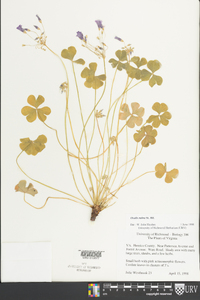 Oxalis rubra image