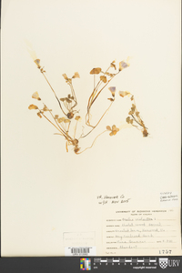 Oxalis violacea image