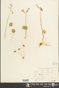 Oxalis violacea image