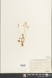 Oxalis violacea image