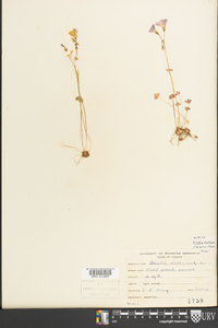 Oxalis violacea image