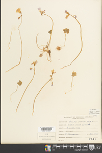 Oxalis violacea image