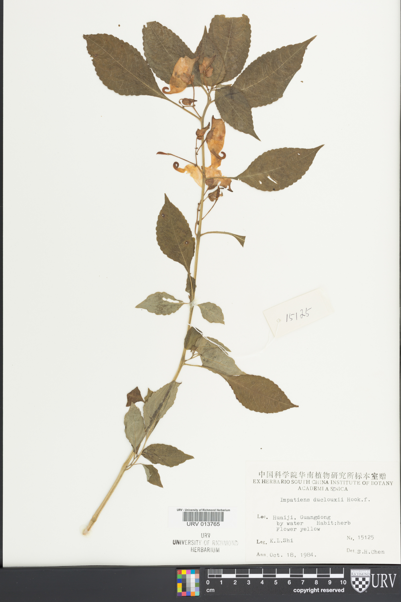 Impatiens duclouxii image