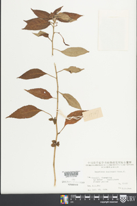 Impatiens duclouxii image