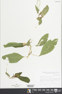 Impatiens pallida image