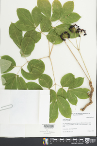 Aralia nudicaulis image