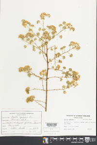 Aralia spinosa image