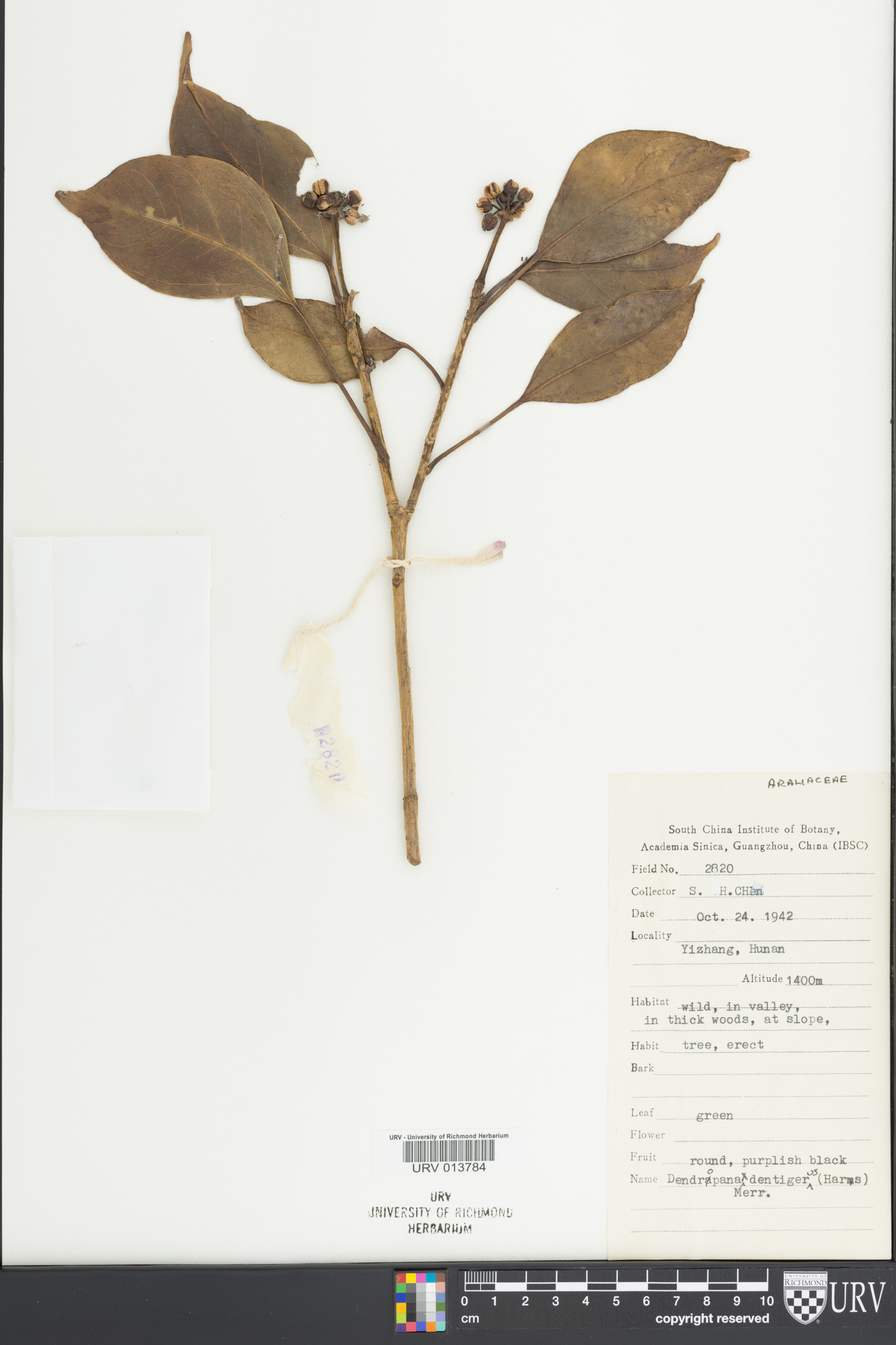 Dendropanax dentiger image