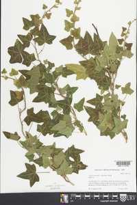 Hedera hibernica image