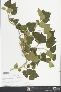 Hedera hibernica image