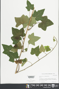 Hedera hibernica image