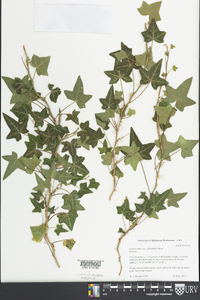 Hedera hibernica image