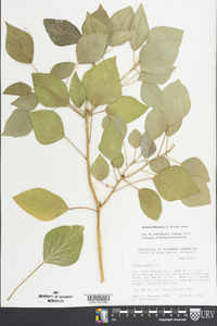 Hedera hibernica image