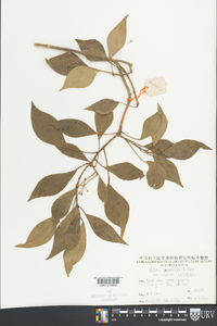 Hedera nepalensis image