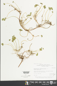 Hydrocotyle ranunculoides image