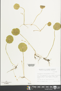 Hydrocotyle verticillata image