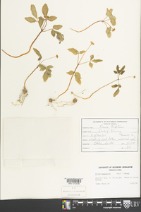 Panax trifolium image