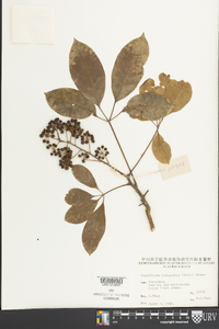 Schefflera heptaphylla image