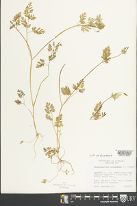 Chaerophyllum procumbens image