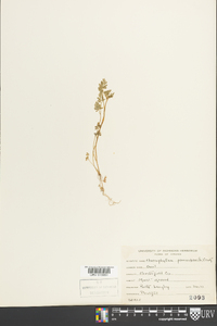 Chaerophyllum procumbens image